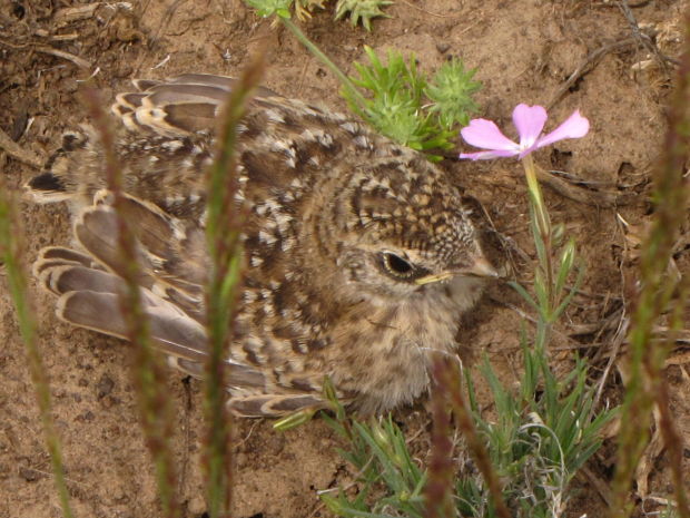 Wildflowers